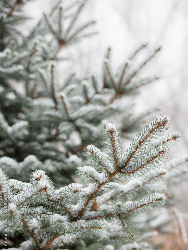 Green pine branch tree covered with snow. Background for Christmas cards, holiday or winter concept
