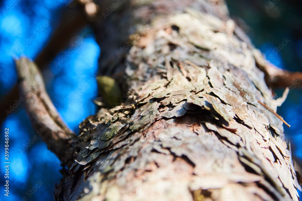 close up of a bark of a tree