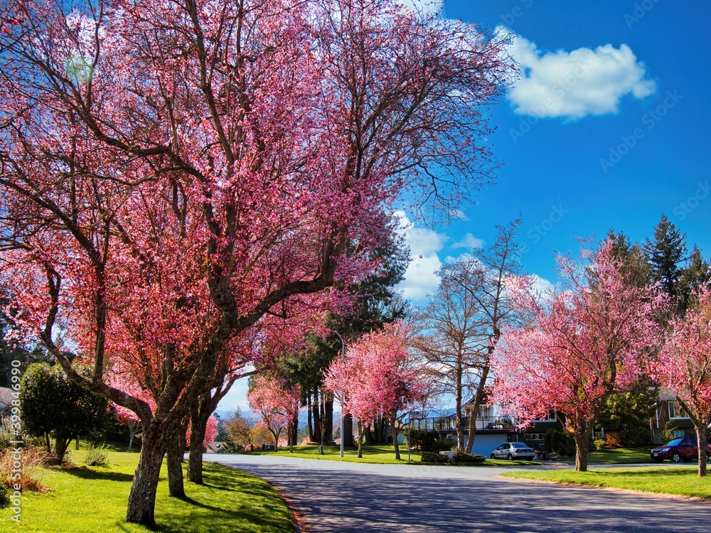 Naklejka premium Suburban street lined up with blossoming cherry trees