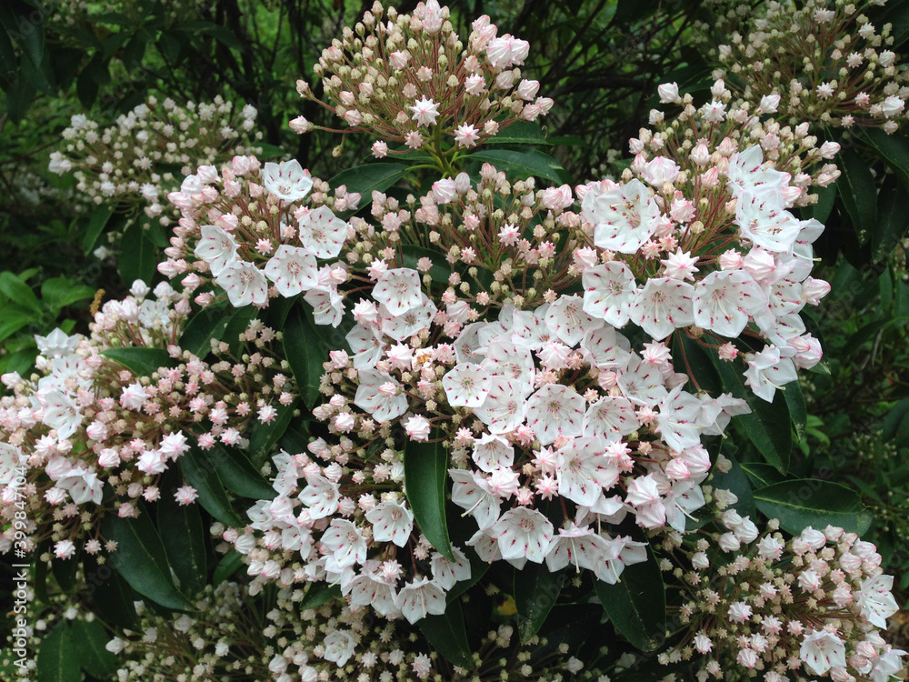 Mountain Laurel flowers in bloom. Mountain Laurel flowers in bloom.