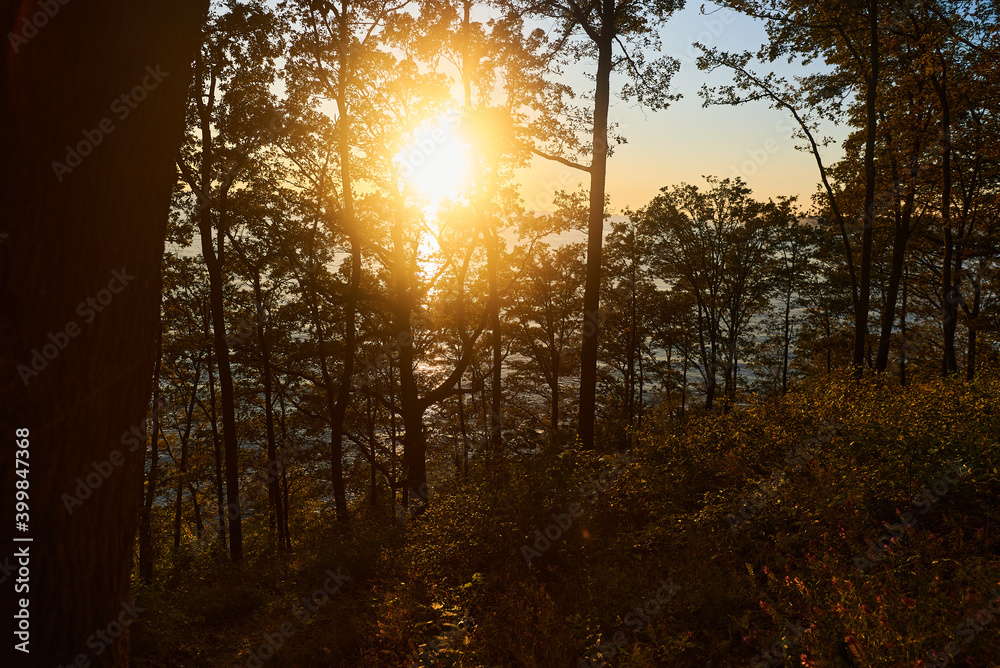 sunset in the forest sunset in the forest