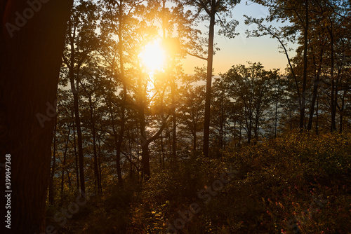 sunset in the forest