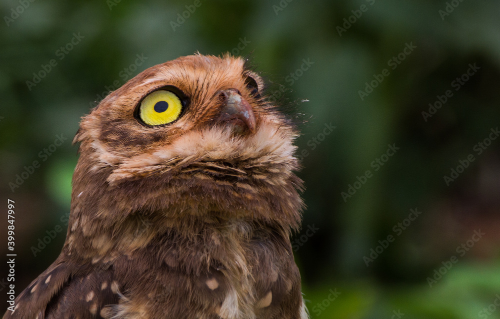 close up of an owl close up of an owl