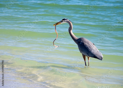 Great Blue Heron  Ardea Herodias  eating an American Eel   Anguilla rostrata  on a Gulf of Mexico beach at St. Pete Beach  Florida.
