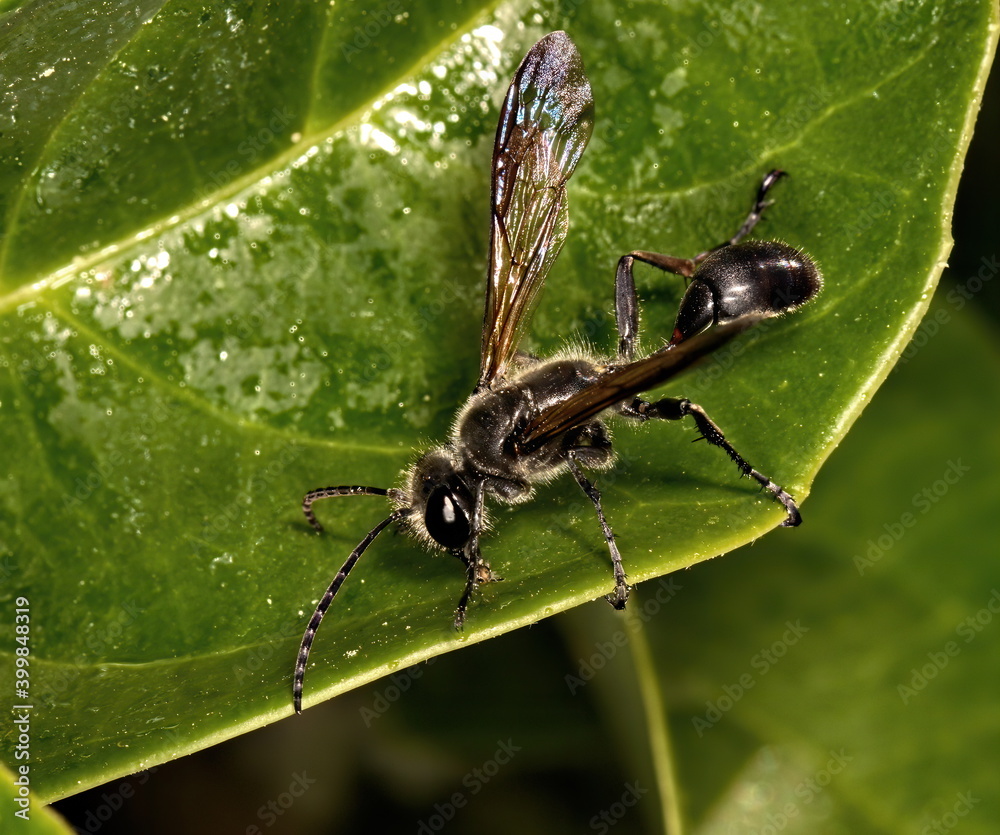 Fototapeta premium A macro photograph from above of a Great black wasp standing on a green leaf.