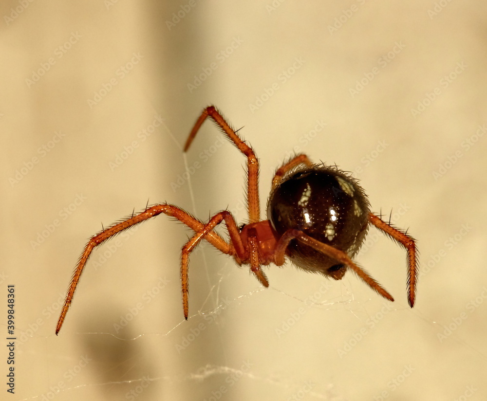 A macro photograph of a Red house spider walking across it's web. A macro photograph of a Red house spider walking across it's web.