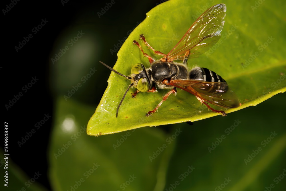 A macro photograph of a Tachytes. The big green eyed bug is a type of solitary wasp. A macro photograph of a Tachytes. The big green eyed bug is a type of solitary wasp.