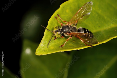 A macro photograph of a Tachytes. The big green eyed bug is a type of solitary wasp. © Russell