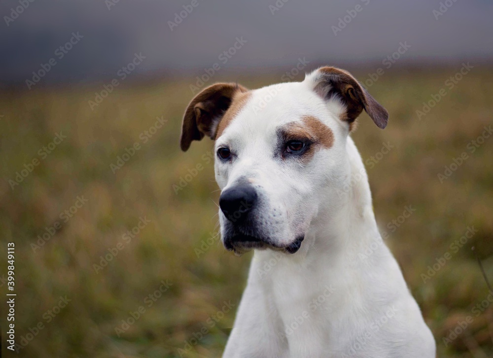 Beautiful pitbull dog posing in foggy cold nature
