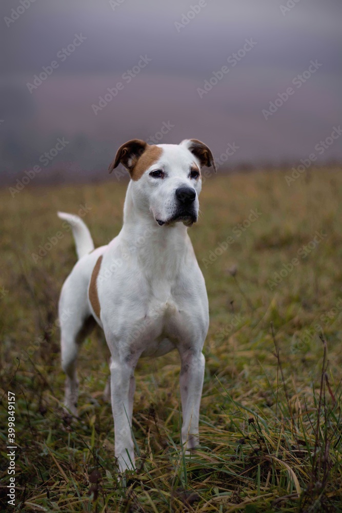 Beautiful pitbull dog posing in foggy cold nature