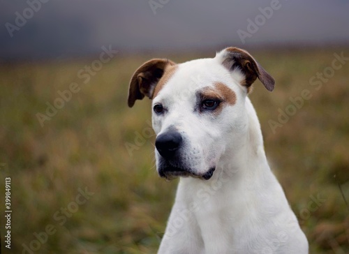 Beautiful pitbull dog posing in foggy cold nature