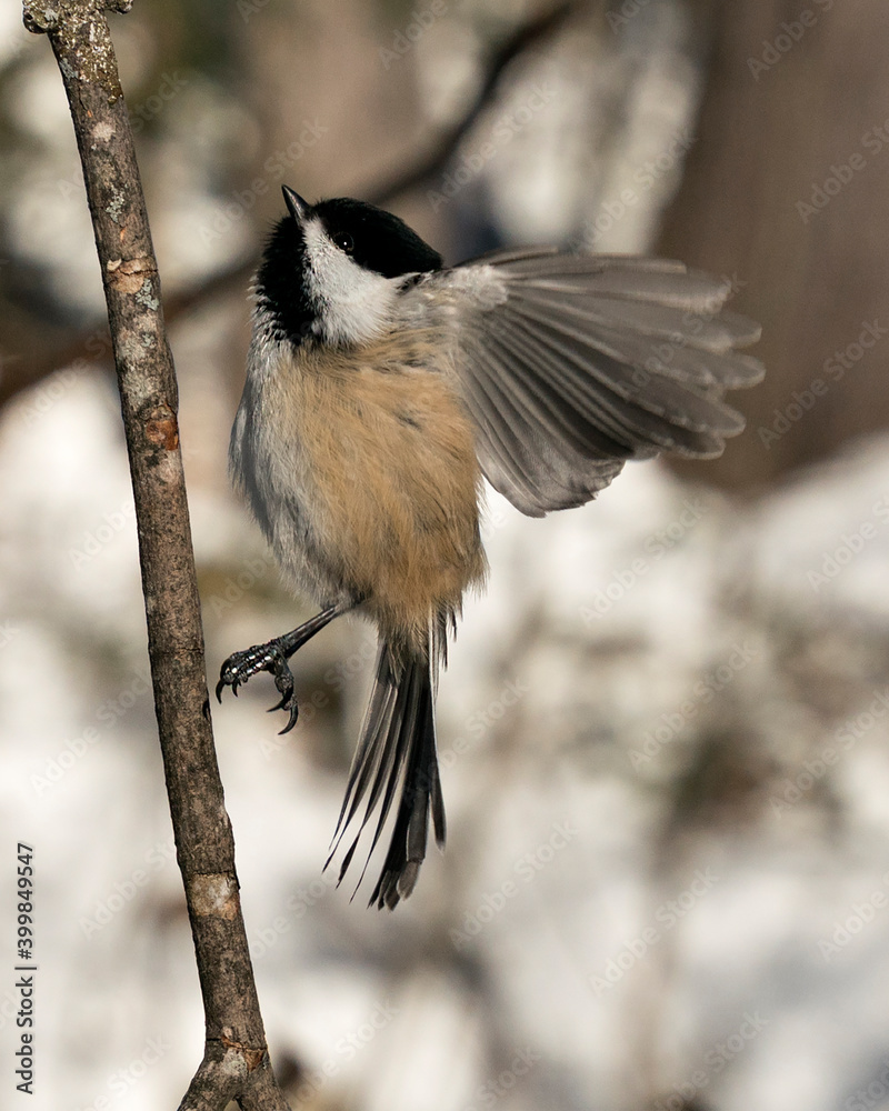 Fototapeta premium Chickadee Stock Photos. Close-up profile view landing on a tree branch with spread wings and with a blur background in its habitat, displaying grey feather plumage wings and tail. Image. Picture.