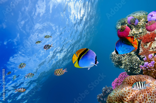 fish, underwater, sea, coral, reef, diving, tropical, ocean, scuba, water, blue, aquarium, marine, diver, nature, life, aquatic, snorkeling, dive, red sea, animal, tropical fish, red, colorful, school