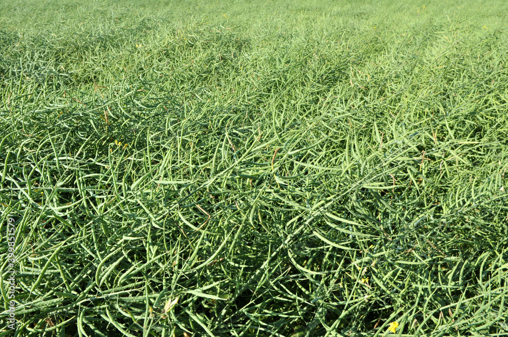 Obraz premium On the plant are pods winter crops of rape
