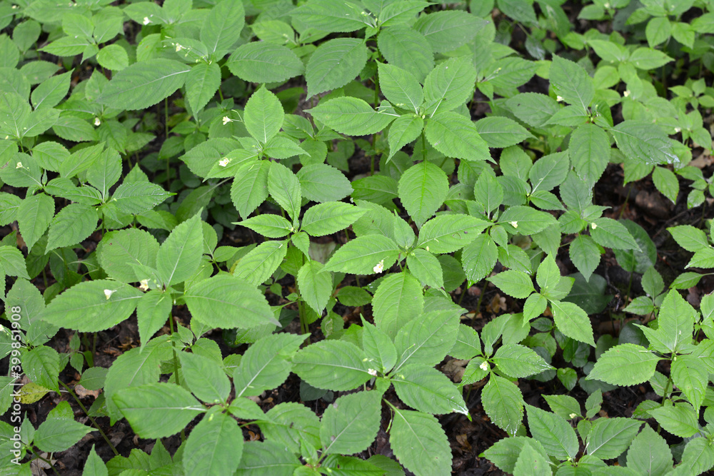 Impatiens parviflora grows in the wild in the forest Impatiens parviflora grows in the wild in the forest