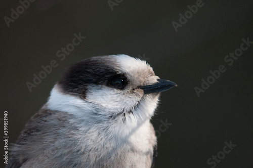 Gray Jay Stock Photo. Gray Jay head shot close-up profile view with a blur background in its environment and habitat.  Image. Picture. Portrait. Image. Picture. Portrait.