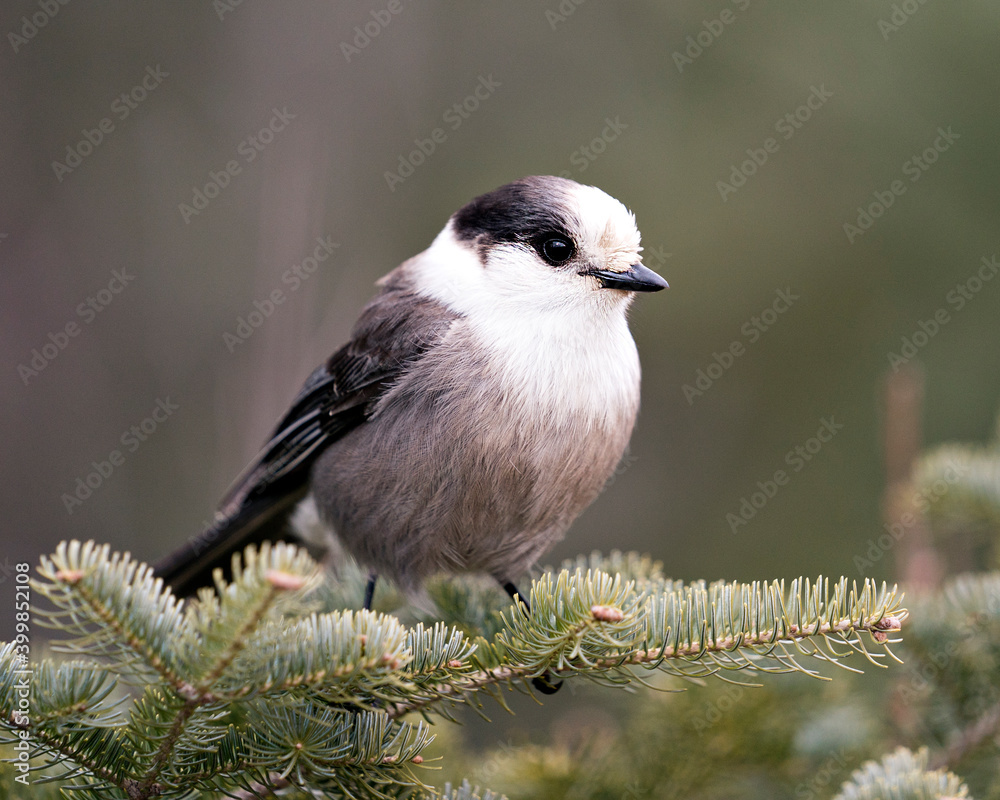 Obraz premium Gray Jay stock photos. Close-up profile view perched on a fir tree branch in its environment and habitat, displaying grey feather plumage and bird tail. Christmas picture ornament. Christmas card.