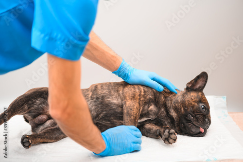 french bulldog tiger suit at the reception at the veterinarian lies on a disposable diaper with his tongue hanging out.