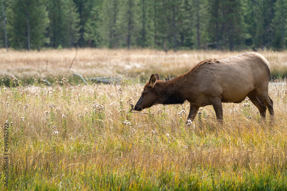Fototapeta premium Female elk (cow) grazes in the grassy marsh of the Madison River in Yellowstone National Park