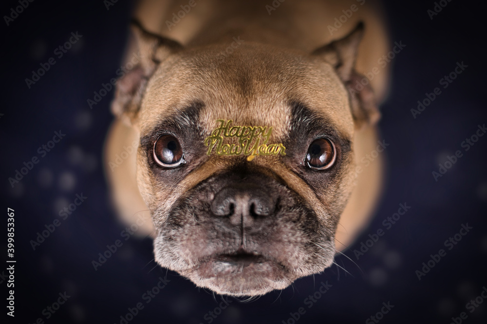 French Bulldog dog with golden 'Happy new year' text confetti on head