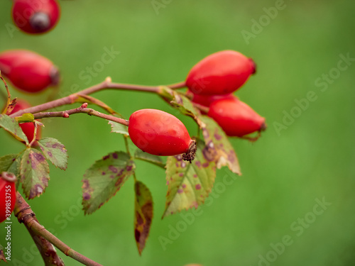 Rose hip on bush close-up.