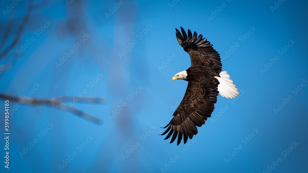 Obraz premium Flying bald eagle