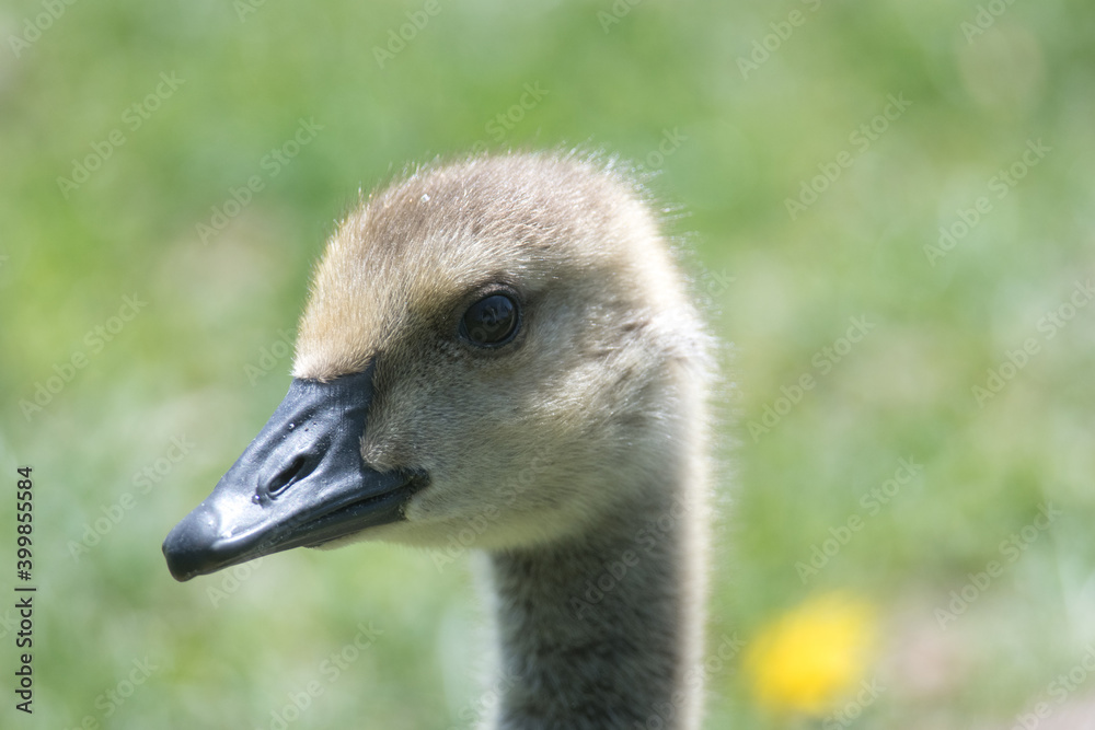 Fototapeta premium gosling head portrait