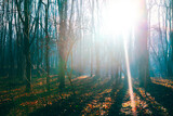 Forest in march with sunlight