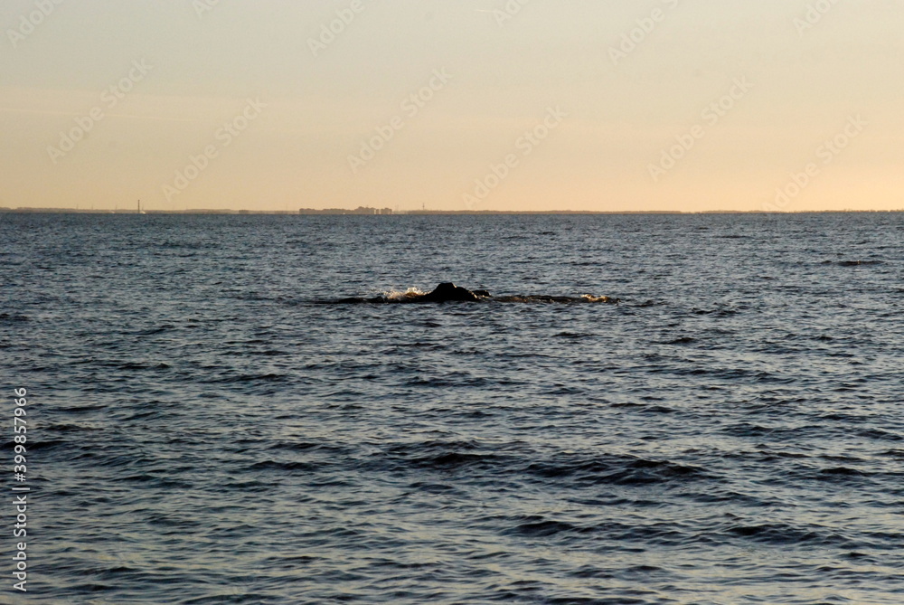 The top of a large rock sticks out of the bay water.
Autumn evening, the coast of the Gulf of Finland. The top of a large stone is visible in the water. The waves hit the stone. Blue water with small 