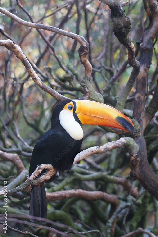 Toucan bird in tropical forest . Toucan bird in tropical forest .