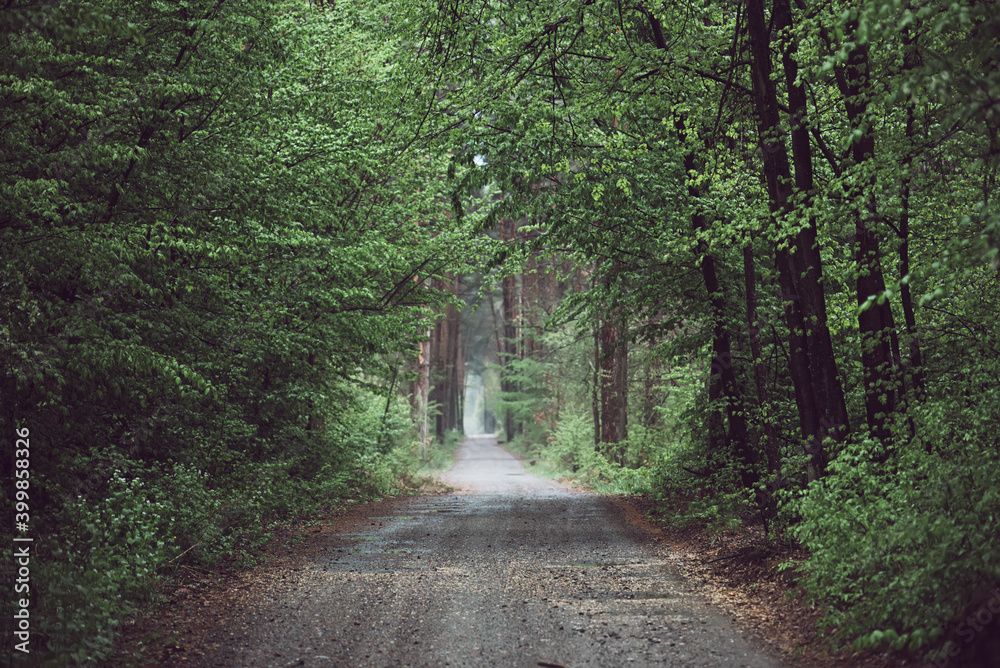 Fototapeta premium Dark moody forest