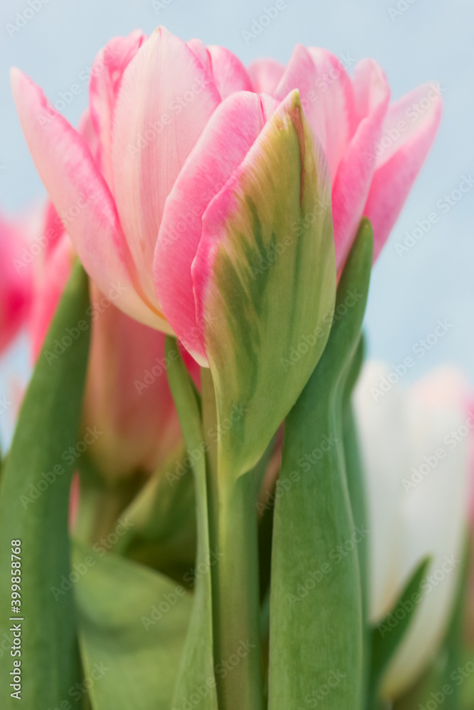 Bouquet of pink and white tulips in a vase in the interior against a blue wall. Birthday gift for a girl or mother, for March 8. Spring flowers. Bouquet of pink and white tulips in a vase in the interior against a blue wall. Birthday gift for a girl or mother, for March 8. Spring flowers.