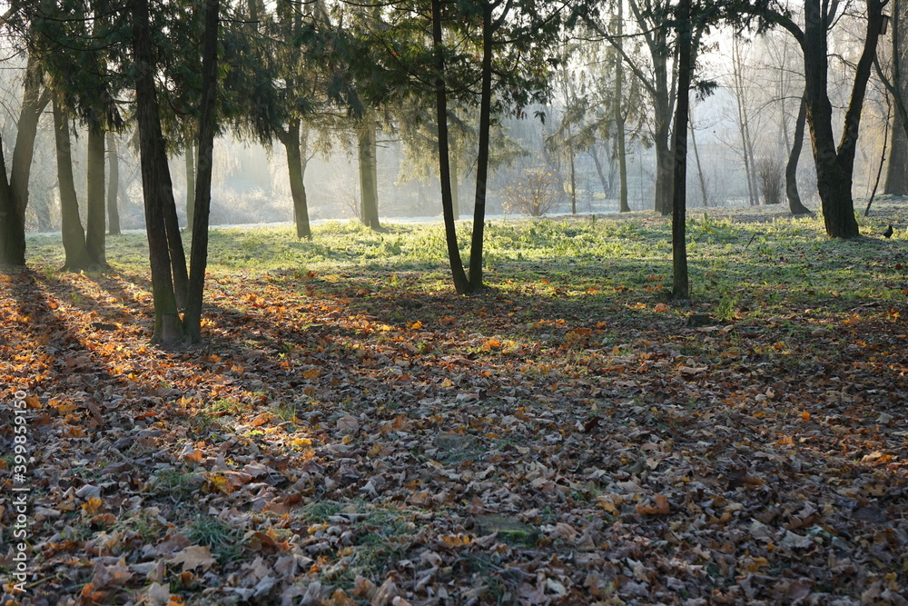 autumn in the park