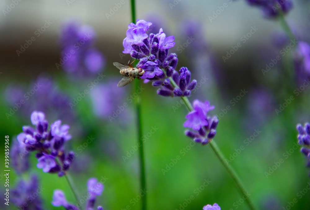 Purple Fragrant Lovanda Flowers, Perfume Ingredient, Aromatherapy. Purple Fragrant Lovanda Flowers, Perfume Ingredient, Aromatherapy.
