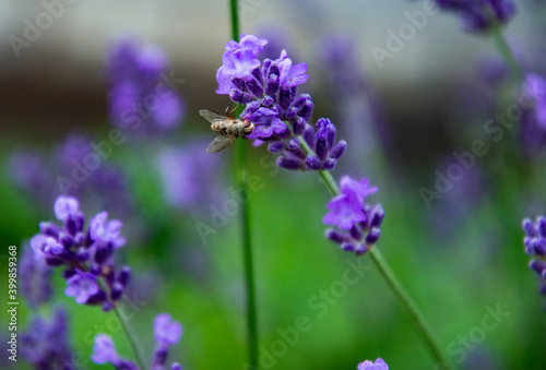 Purple Fragrant Lovanda Flowers, Perfume Ingredient, Aromatherapy.