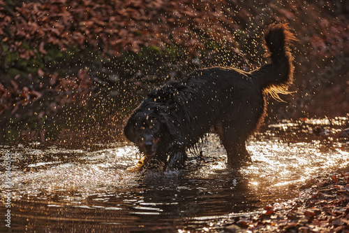 male black and gold Hovie playing in a forest stream