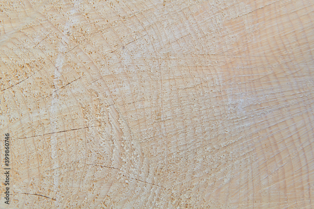 Fototapeta premium Texture of the saw cut