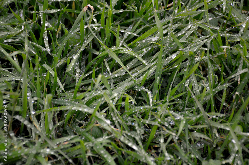 dense green grass with many large drops of water left after heavy rain dense green grass with many large drops of water left after heavy rain