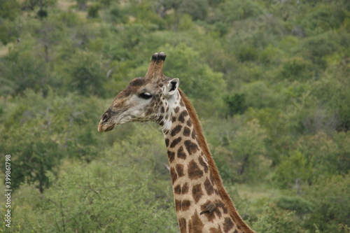 giraffe in the savannah © Johannes