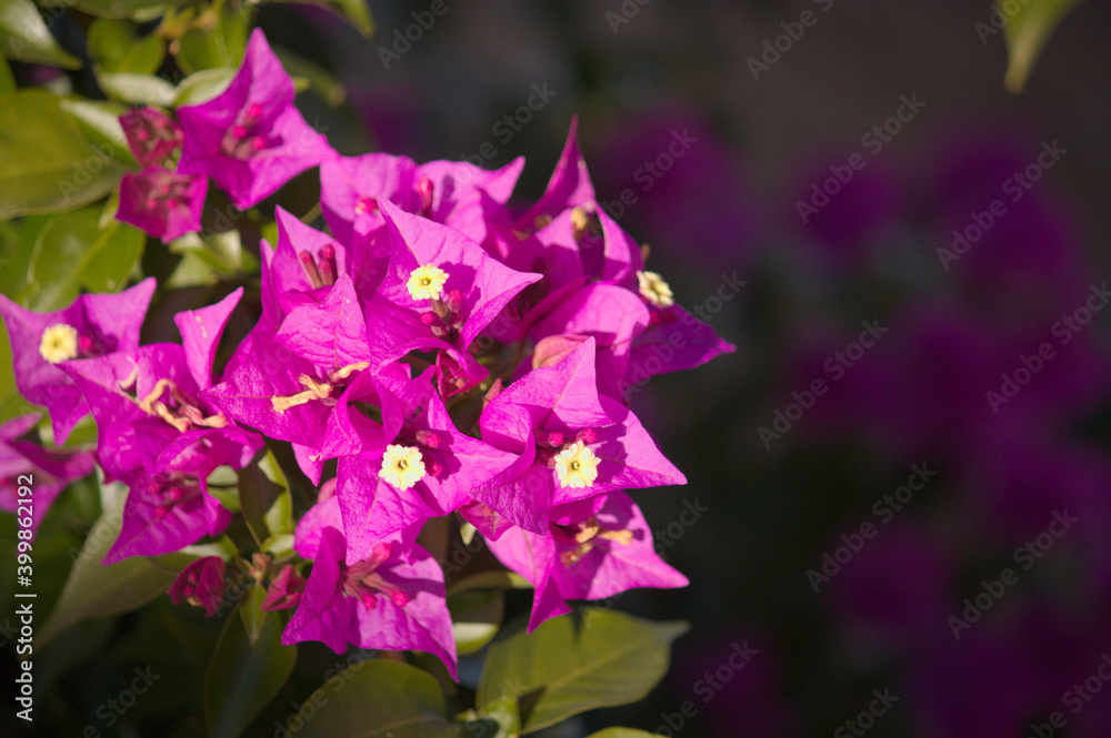 Purple bougainvillea flowers with copy space Purple bougainvillea flowers with copy space