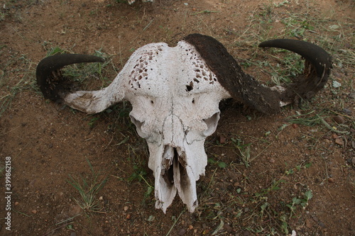 skull of a bull © Johannes