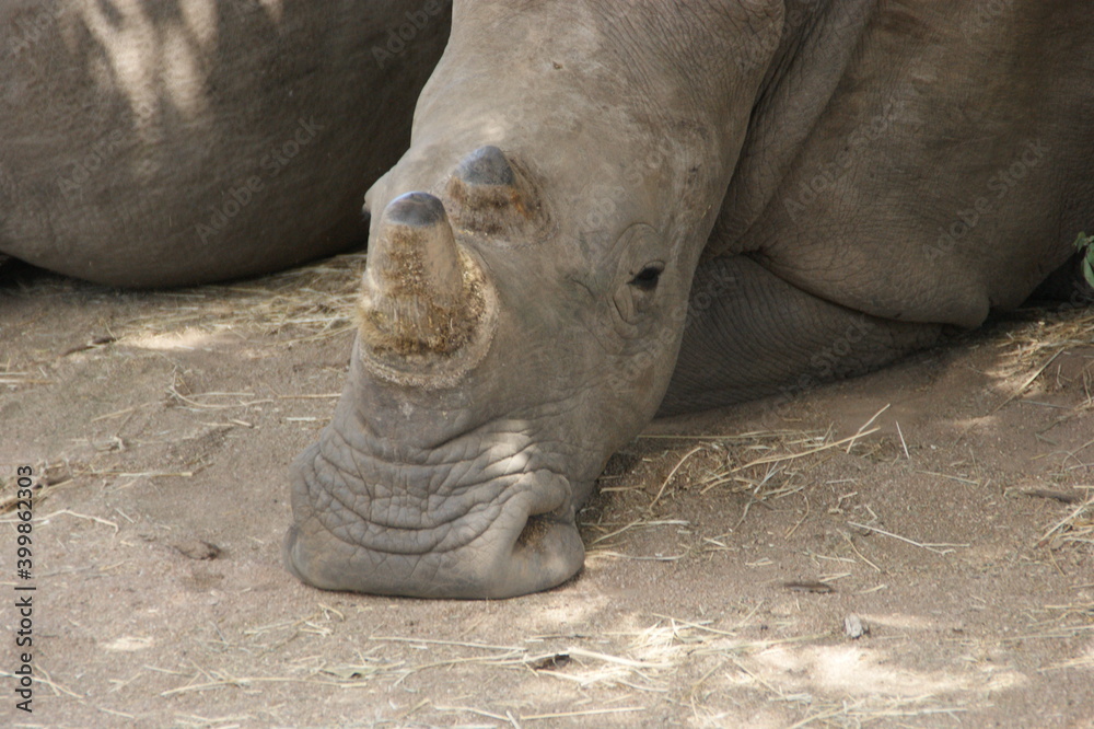 Fototapeta premium Close up of a white rhino in south africa