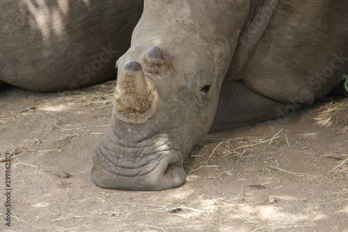 Close up of a white rhino in south africa