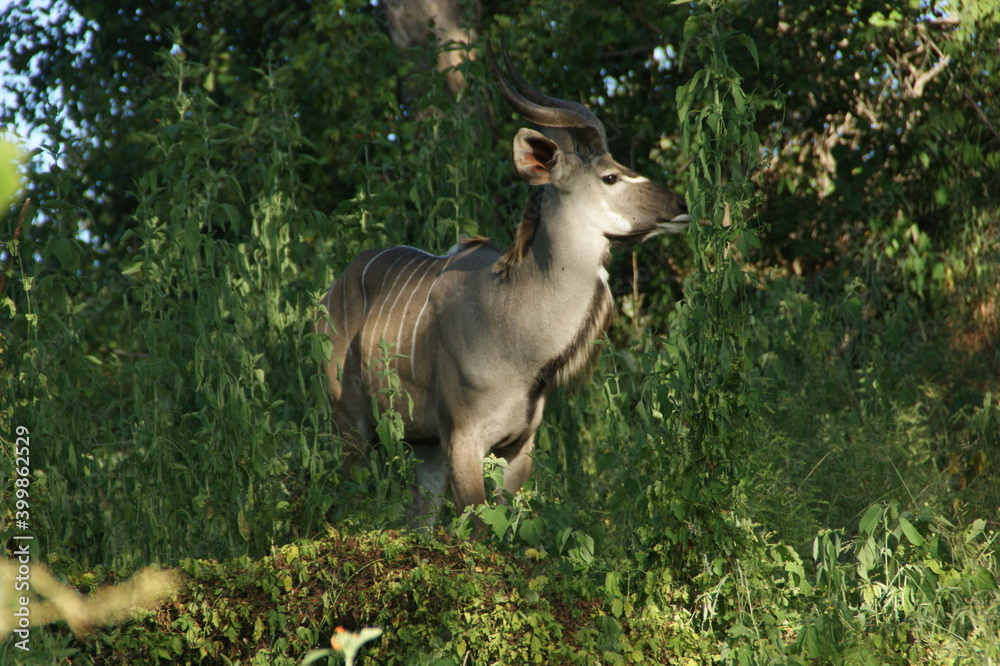 Male kudu in the forest