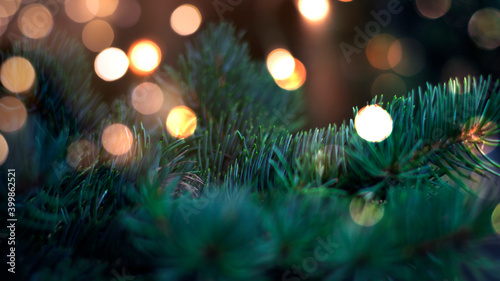 Branches of New Year's gree...