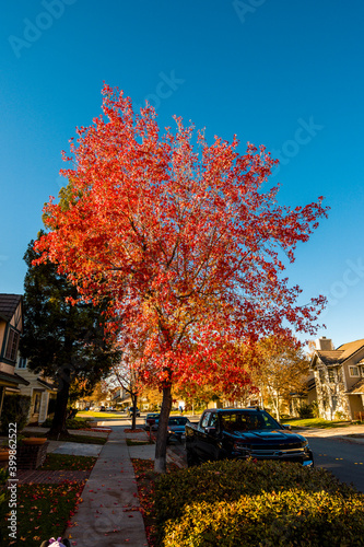 Autumn color in Fremont