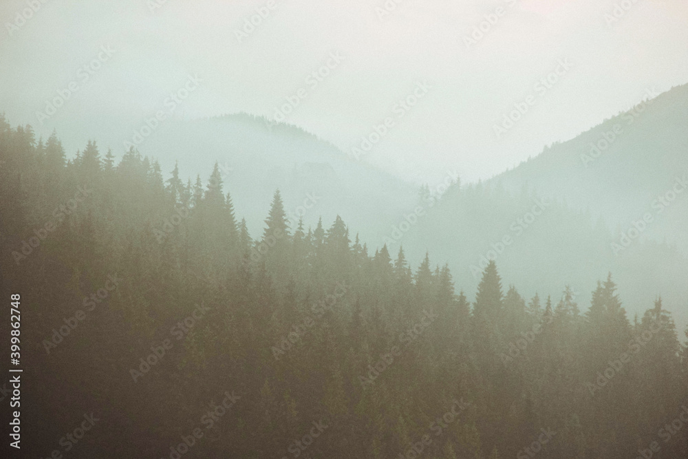 thick fog in the spruce wild forest in the mountains