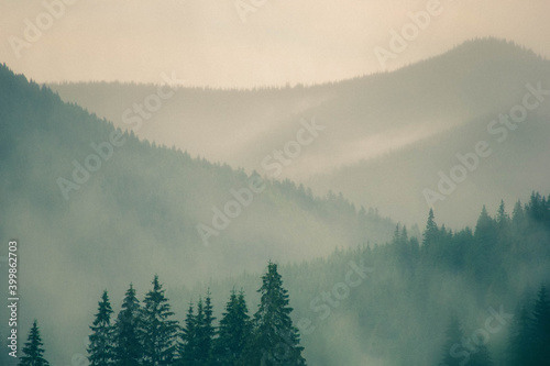 thick fog in the spruce wild forest in the mountains