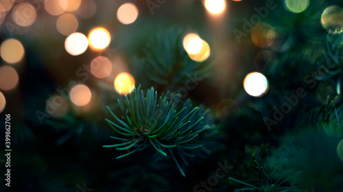 Branches of New Year's gree...