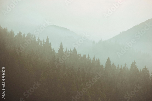 thick fog in the spruce wild forest in the mountains